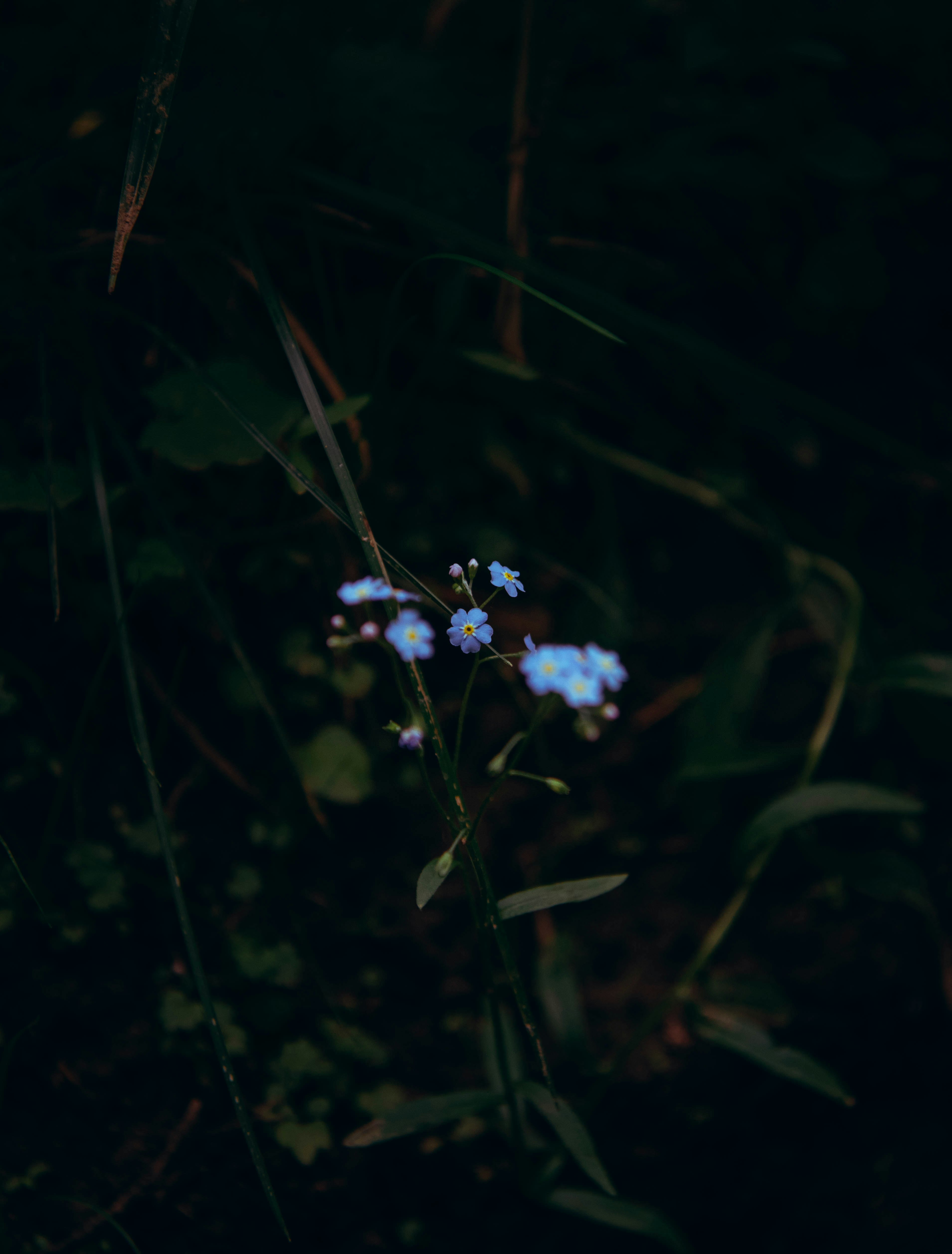 white flower with green leaves